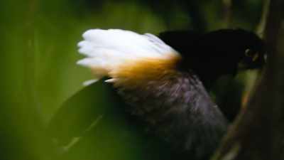 And each will have to be done
in exactly the right order, - Dancing with the Birds