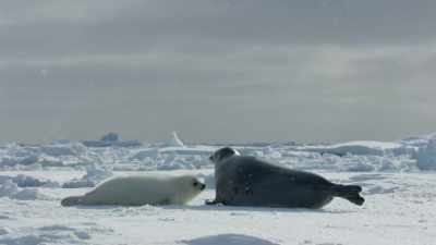 ...and will produce milk
for only 12 days, - Frozen Planet II