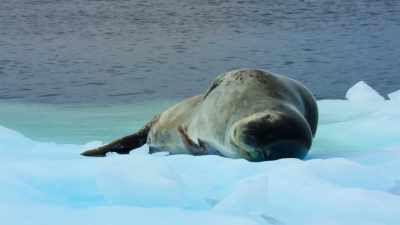 ...and will sing day and night
to attract a mate... - Our Great National Parks