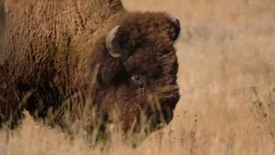 And we will teach you
the Sun Dance.'" - The American Buffalo