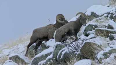 And each winter,
Yellowstone's big horn - Yellowstone: One-Fifty