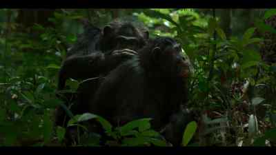 And with a chimp
as experienced as Garrison to support him, - Chimp Empire