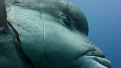 And with this comes a change
in temperament. - Blue Planet II