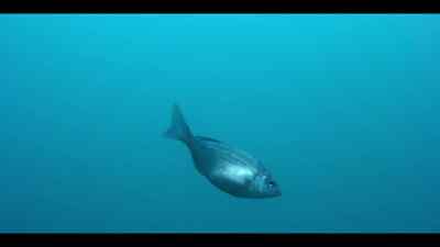 ...and with egg-laden females
passing overhead, - Our Oceans