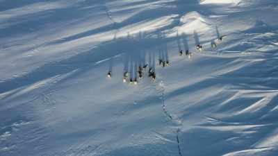 And with good reason. - Frozen Planet II