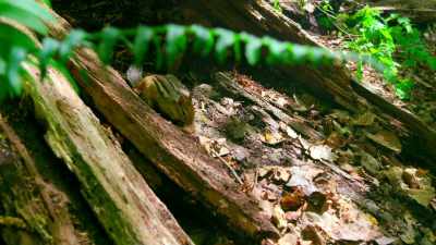 And, with no patch of his own, - Tiny World
