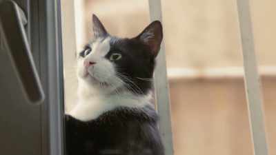 And with that paw,
he somehow gets your attention. - Kedi