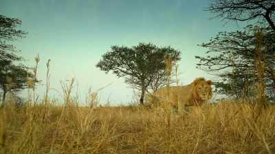 And with Sefu to care for
their cubs, - Serengeti