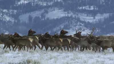 And even with
strength in numbers - Yellowstone: One-Fifty