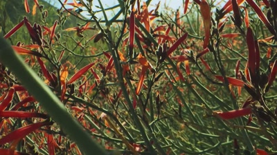 'And with the Earth still moist
from winter rains, - A Year on Planet Earth