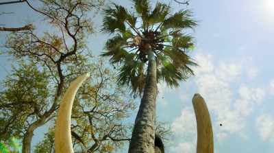 And even with the land itself. - Surviving Paradise: A Family Tale