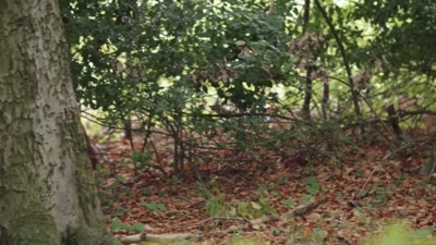 And within a few days
we had the result - Killers: Caught on Camera
