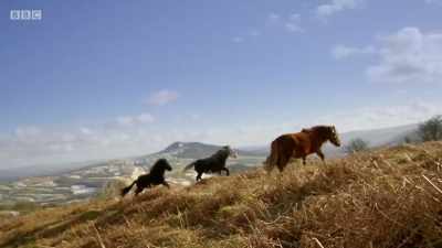 ..and wonder... - Wales: Land of the Wild