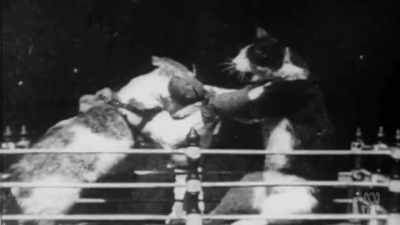 And, yep, boxing cats. - Aussie Inventions That Changed The World