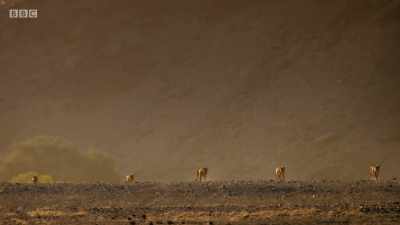 And yet, for generations, - Planet Earth: A Celebration
