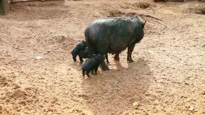 And whenever you are thinking about what's humane, - Pignorant