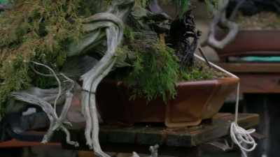 And when you confine it,
that bonsai container - Trees and Other Entanglements