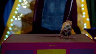 # And when you get the chance... - Ratburger
