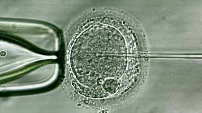 AND YOU HAVE RESEARCH
EVEN COMBINING PIG EMBRYOS - Strange Evidence