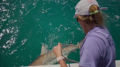 And once you have the shark secured, - A Year on Planet Earth