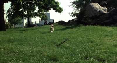 And if you like to play fetch don't get a fast dog - The Lonely Guy