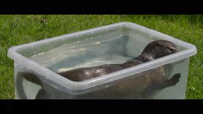 And as you say, she doesn't
even know she has Wi-Fi! - Billy & Molly: An Otter Love Story