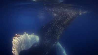 "And even young humpbacks have sharp
barnacles growing on their flippers," - Secrets of the Whales