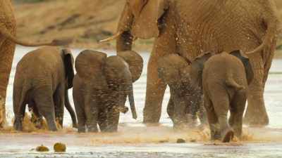 And youngsters get together
for a pool party. - Wild Babies