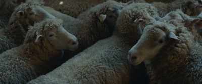 ..and you're beautiful. - Rams