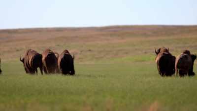 And you're talking about
something that can get going - The American Buffalo