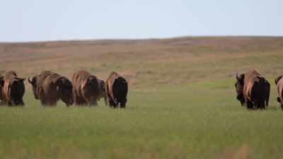 And you're talking about
something that can get going - The American Buffalo