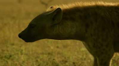 And Zalika has an instinct
for every opportunity. - Serengeti