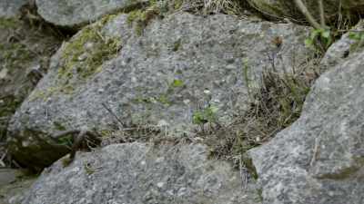 Andreas sulzer
does not believe - Secret Nazi Ruins