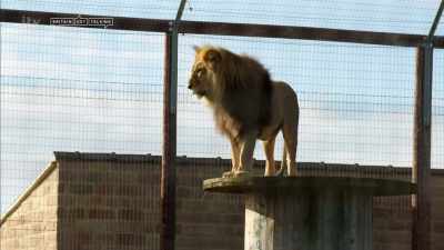 'Andrew Riddel's tiger had come
from another British owner, - Britain's Tiger Kings - On the Trail with Ross Kemp