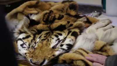 'Andrew's beloved tiger, Syas, - Britain's Tiger Kings - On the Trail with Ross Kemp