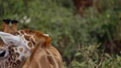 Andy: For whatever reason, - The Woman Who Loves Giraffes