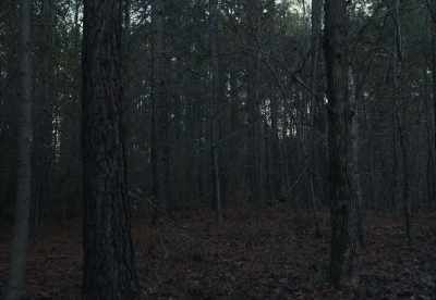 [animal bellowing] - The Integrity of Joseph Chambers