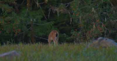 Animal ethics, in a nutshell,
is to have more people recognize - Stars in the Sky: A Hunting Story