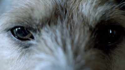 (animal growling) - Snatch