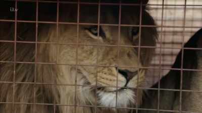 'Animal rights charities believe - Britain's Tiger Kings - On the Trail with Ross Kemp