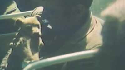 Animals were also highly
contaminated and left abandoned. - Chernobyl: The Invisible Enemy