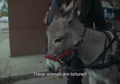 Animals are being tortured… - EO