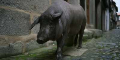 Animals are conscious of everything. - Omnivore
