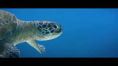 Animals that are on the
endangered species list. - Envoy: Shark Cull