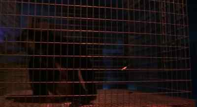 [Animals Chittering,
Clucking] - I Love Trouble