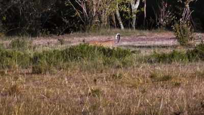 (animals chittering) - A Safari Romance