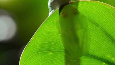 Animals do the
smartest things... - The Secret Lives of Animals