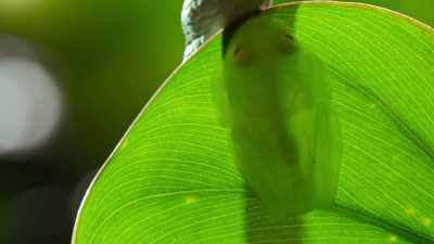 Animals do the
smartest things... - The Secret Lives of Animals