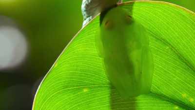Animals do the smartest things... - The Secret Lives of Animals
