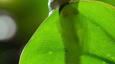 Animals do the smartest things... - The Secret Lives of Animals